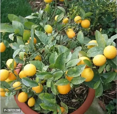 The Entacloo Lemon Plant Lemon Plant ( Frok Lemon Plant )-thumb0