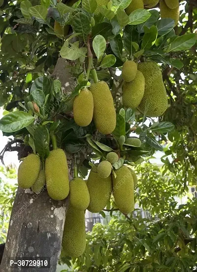 The Entacloo Jackfruit Plant Live Varikka Varity JackfruitKathal Vegetable Plant m-thumb0