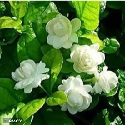 The Entacloo Jasmine Plant PN-AC-N702-thumb0