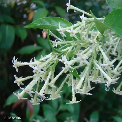 The Entacloo Jasmine Plant Hasnahananight bloom jasmine raat ki rani flower plantS-thumb0