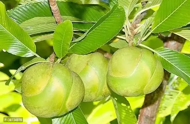 The Entacloo Elephant Apple Plant Elephant apple Chalta plant-thumb0