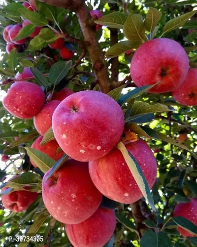 The Entacloo Apple Plant Kashmiri apple-5