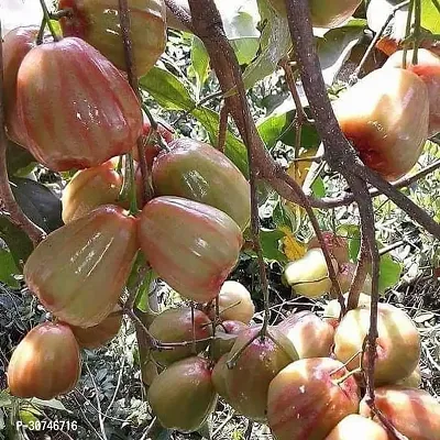 The Entacloo Jamun Plant aaf11-thumb0