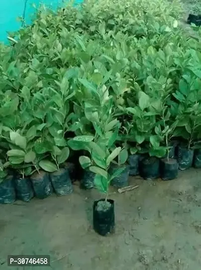 The Entacloo Lemon Plant Thai All Time SeedLess Lemon Plant Nimbu Plant Lebu plant All time Hybrid Lemon tree Plant Height (11.5 Ft)-thumb2