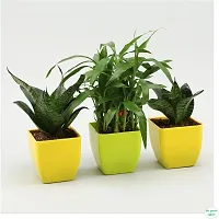 The Entacloo Golden Money Plant WoodGibbsGifts-WB-393-thumb1