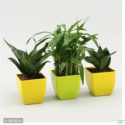 The Entacloo Golden Money Plant WoodGibbsGifts-WB-393-thumb2