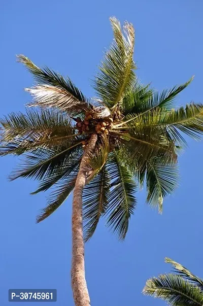 The Entacloo Coconut Plant Grafted Coconut Plant-thumb2