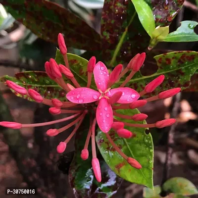 The Entacloo Trothic IxoraChethi Plant Trothic Ixora Chethi Red Plant Live Flower Disha999102-thumb0