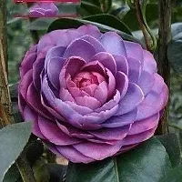 The Entacloo Camphor Plant CAMELLIA FLOWER PLANTS (PURPLE)-thumb2