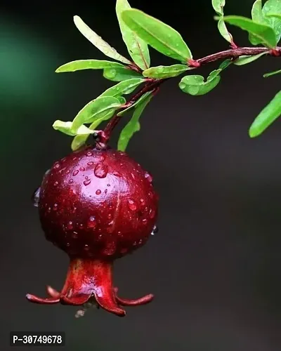 The Entacloo Pomegranate Plant Outdoor Pomegranate Annar Anar (Grafted)Plant-thumb0