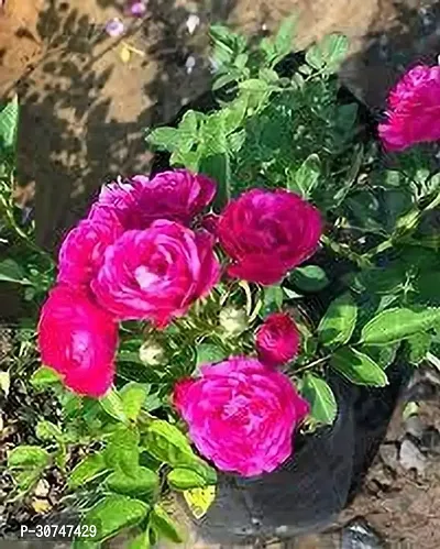 The Entacloo Rose Plant Scented rose plant-thumb0