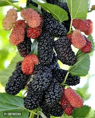 The Entacloo ShahtootMulberry Plant SHAHTOOTMULBERRYPLANT4GJH-thumb0