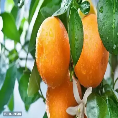 The Entacloo Orange Plant Orange or28-thumb0