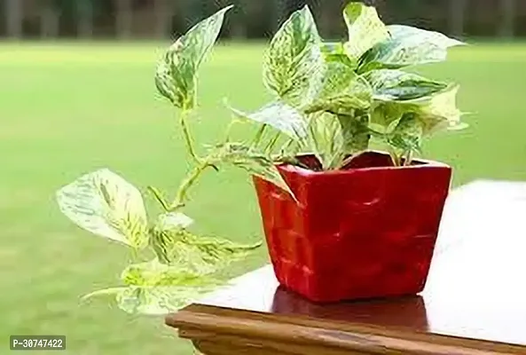 The Entacloo Money Plant MONEY PLANT CVF-thumb0