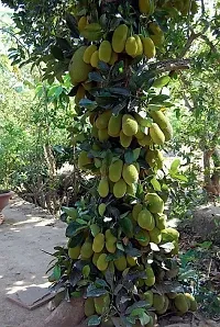 The Entacloo Jack Fruit Plant VIJAY GRENERY - JACK FRUIT KATHAL PLANT-thumb1