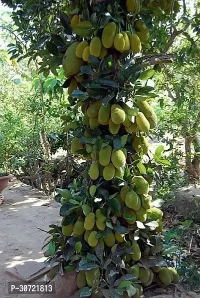 The Entacloo Jack Fruit Plant VIJAY GRENERY - JACK FRUIT KATHAL PLANT-thumb2