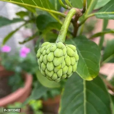 The Entacloo Custard Apple Plant Custard Apple Live Plant Disha-3090145