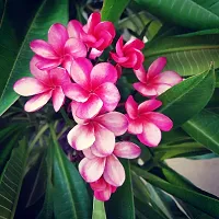 The Entacloo Plumeria Plant Pink plumeriaFrangipani flowerchampakathchapawood champa flower plant-thumb1