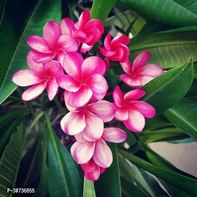 The Entacloo Plumeria Plant Pink plumeriaFrangipani flowerchampakathchapawood champa flower plant-thumb2