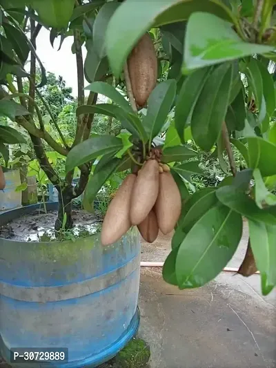 The Entacloo Chiku Plant Live Fruit Plant Manilkara Zapota,Sapodilla, Sapota, chikoo, Chico, Naseberry, or Nispero Sapota Chikoo SapotaChikoo Healthy (Thailand Variety) for Home and Outdoor Garden.V41-thumb0