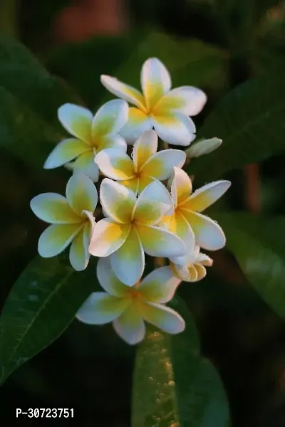 The Entacloo Plumeria Plant Plumeria Flower Plant-thumb0