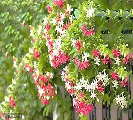 The Entacloo MadhumaltiRangoon Creeper MadhumaltiRangoon creeper Flower live vine Plant-thumb0