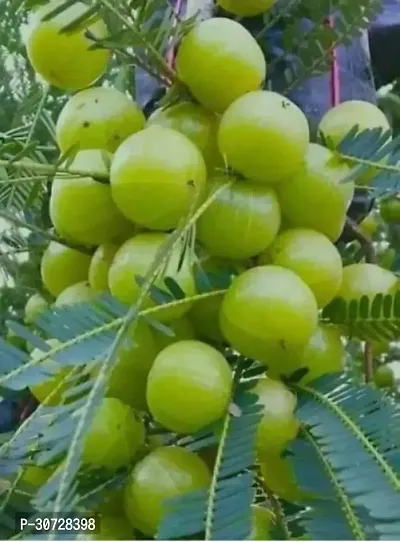 The Entacloo Amla Plant Amla Plant-thumb0