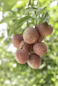 The Entacloo Litchi Plant Litchi PlantA02-thumb2