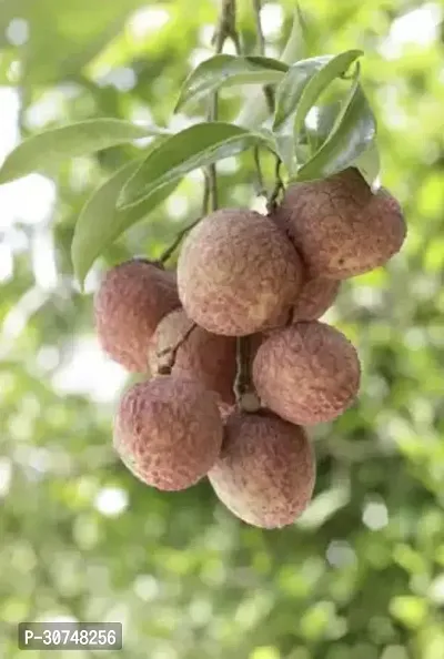 The Entacloo Litchi Plant Litchi PlantA02-thumb3