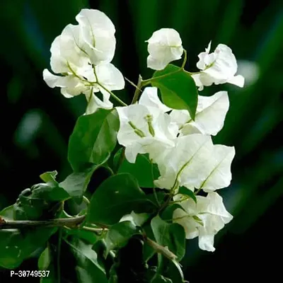 The Entacloo Baugainvillea Plant Bougainvillea (White)Plant-thumb0