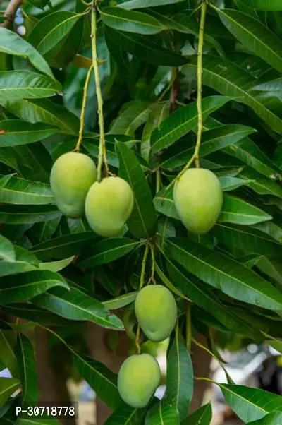 The Entacloo Mango Plant Mango Plant044-thumb0