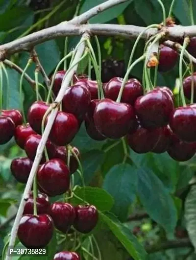 The Entacloo Cherry Fruit Plant cherry fruit plant 5050-thumb0