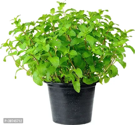 The Entacloo Mint Plant Mint Hanging Outdoor Plant-thumb0