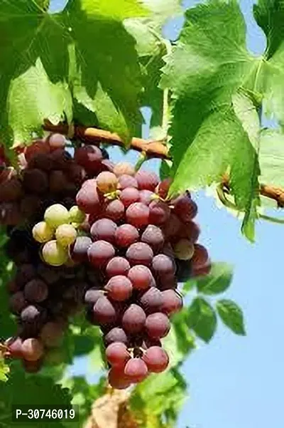 The Entacloo Grape Plant GRAPES PLANT SS0OO-thumb3