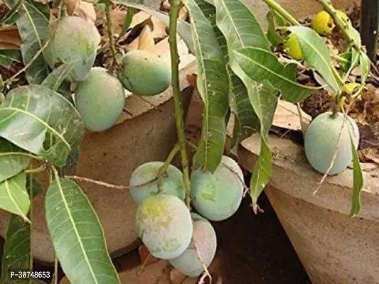 The Entacloo Mango Plant Gardens Live Plant Banganapalle Mango Small Tree Good-thumb0