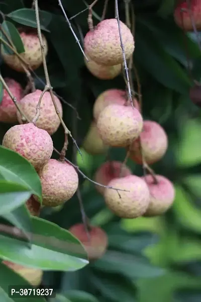 The Entacloo Litchi Plant lggl01-thumb0