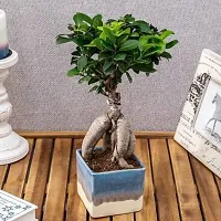 The Entacloo Ficus Plant 08775-thumb1