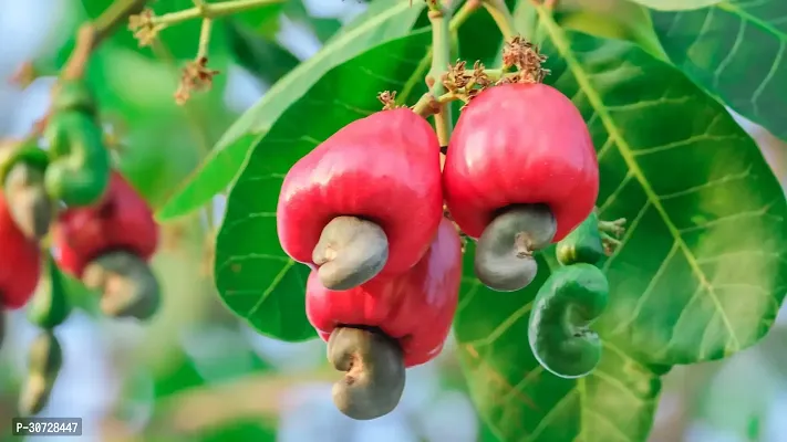 The Entacloo Cashew Apple Plant MKID25-thumb0