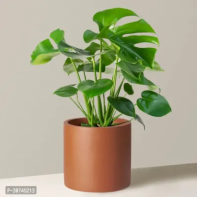 The Entacloo Monstera Deliciosa Plant Fawx Monstera deliciosa plant-thumb0