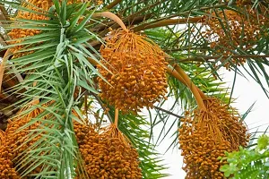 The Entacloo ZZ Plant Date Palm Fruit Plant-thumb1