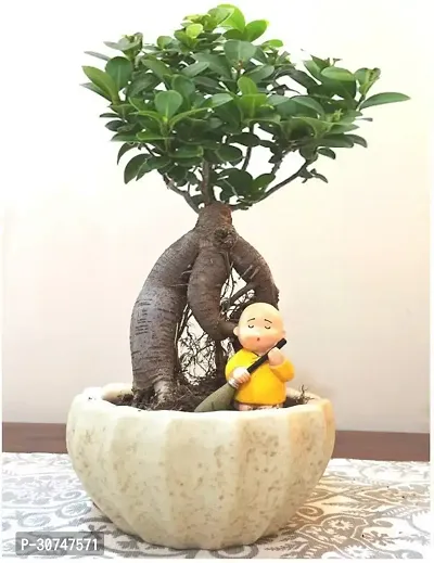 The Entacloo Ficus Bonsai Plant Ficus bonsai tree live plant Live plant for ficus bonsai tree CF_B241-thumb0