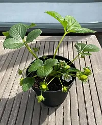 The Entacloo Strawberry Plant Fragaria ananassa-thumb1