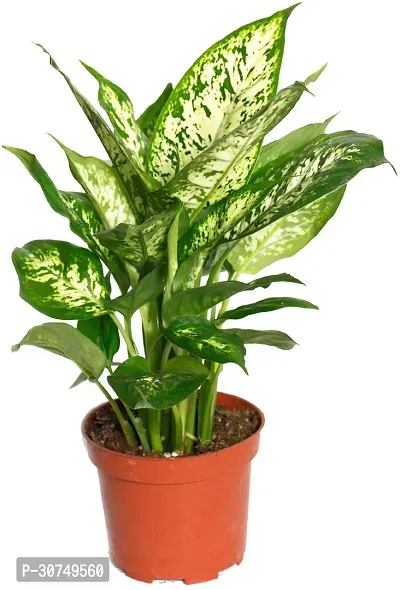 The Entacloo Dieffenbachia Plant Ultima Gardening Dieffenbechia Medium Ornamental Indoor Plant-thumb0