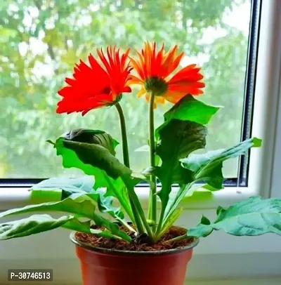 The Entacloo Gerbera Plant Gerbera indoor flower plants-thumb0