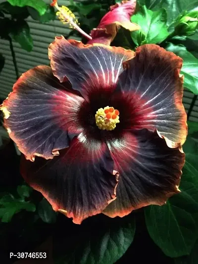 The Entacloo Hibiscus Plant Hibiscus plantblack joba plant-thumb0