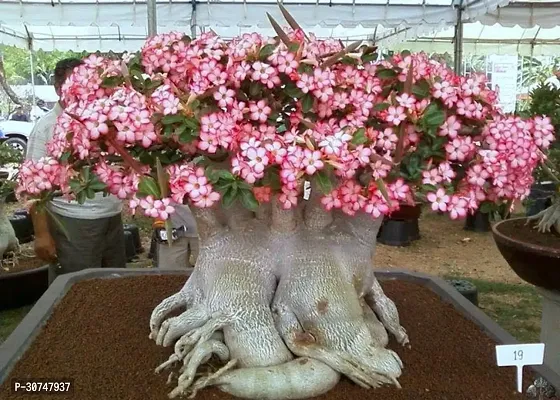 The Entacloo Adenium Plant ADMPBPCCB10MAR93-thumb0