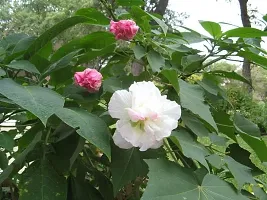 The Entacloo Lotus Plant sthal kamal plant-thumb1