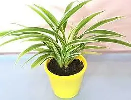 The Entacloo Spider Plant SPIDER PLANT-thumb1