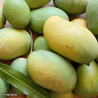 The Entacloo Mango Plant Brunei All time mango hybrid-thumb0