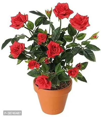 The Entacloo Rose Plant Rose Plant ( Species Rose Plant )-thumb0